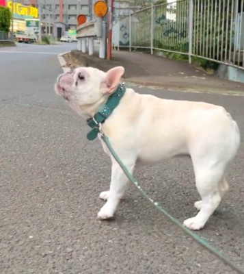 サイレンを聞いて遠吠えをする犬