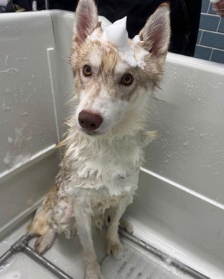 キレイになってきた!