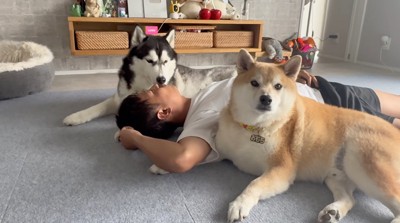 男性を囲んで座る柴犬とハスキー犬