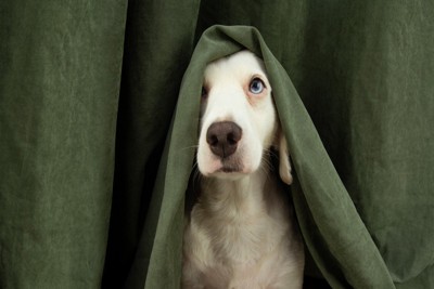 カーテンから顔を出す犬