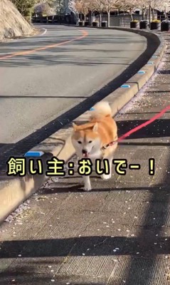 ちゃこさんを待ち伏せした時の反応5