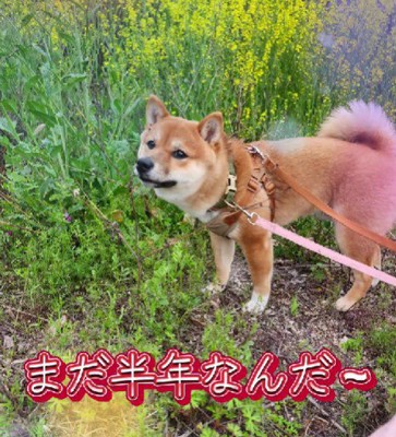 本当にまだ半年？