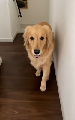 ついてきてるメルちゃん