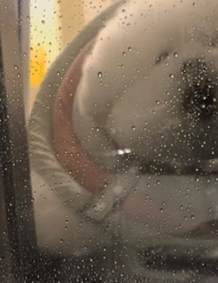 窓にアップで映る犬