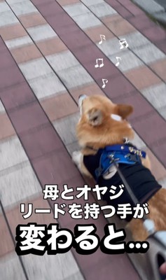 リードを持つ人が交代した時のジノくん3