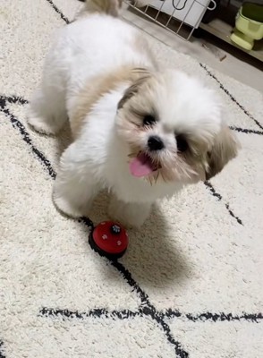 飼い主さんを見るよもぎくん