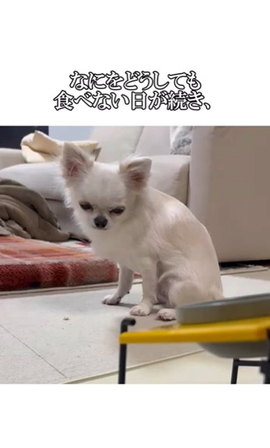 嫌そうにご飯を見つめるチワワ