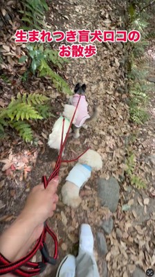 山道を歩く3頭の犬