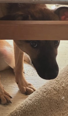 机の下に隠れている子犬