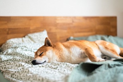 ベッドで眠る柴犬
