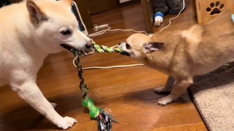 引っ張りっこするおもちちゃん