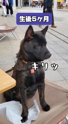 真剣な顔をして地面に座る子犬