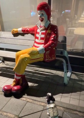 「すみませんがなでてもらえますか?」