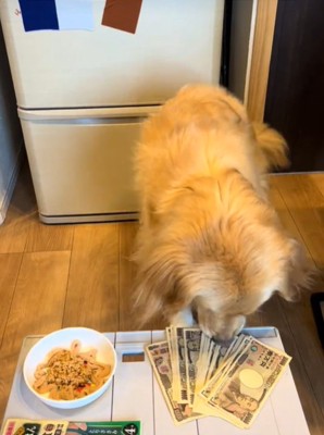 お金を触る犬