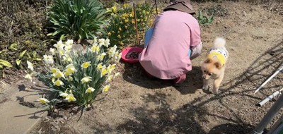 水仙の隣でしゃがみ込む飼い主母の隣でカメラに向かって立っている犬