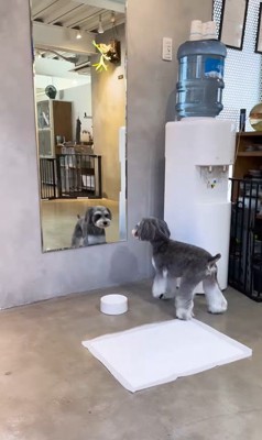 トリミング後のなぎちゃん⑩