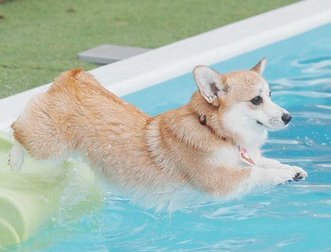 ウォータースライダーに挑戦するコパンちゃん5