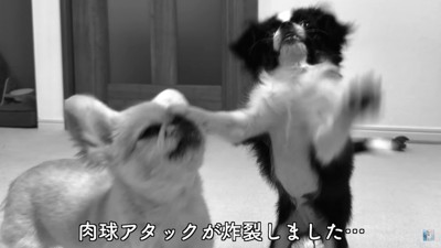 ピノちゃん&パルムちゃんのアイス争奪戦⑩