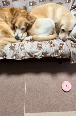 ソファーで眠る大型犬達