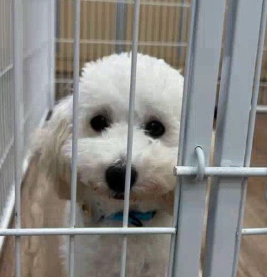 投稿者をジッと見つめる犬