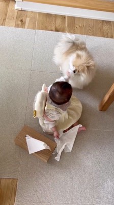 ティッシュで遊ぶ女の子を近くで見つめる犬