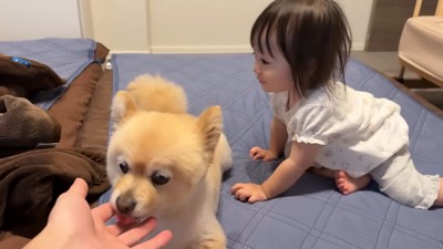 甘えん坊モードになってペロペロ