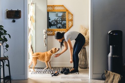 帰宅した飼い主を迎える犬