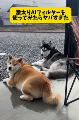 愛犬の写真にフィルターをかけてみる