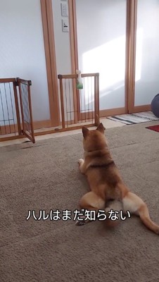 ドアを見つめる犬