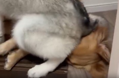 兄ちゃんの頭を踏んでる！！