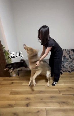 逃げるわかめちゃん