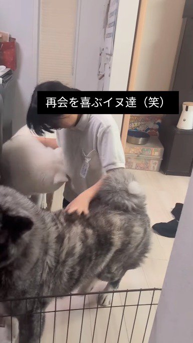 女の子に頭を擦り付ける白い犬