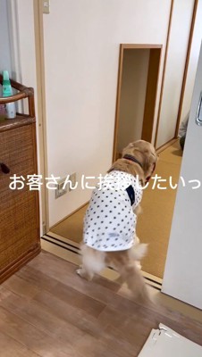 客間の前で足踏みをする犬