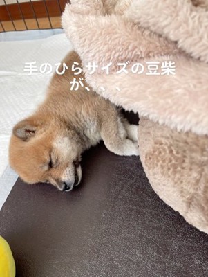 ケージで眠る柴犬のパピー