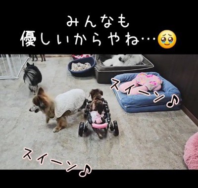 車椅子の老犬を避ける犬