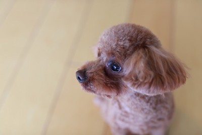 横を向くトイプードル