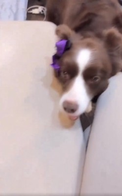 くっついてくるテールちゃん