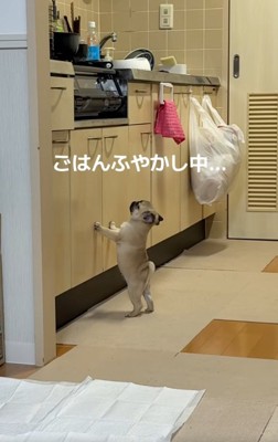 立ち上がるゴンちゃん