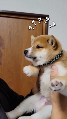 不思議そうな顔で男性を見つめる子犬