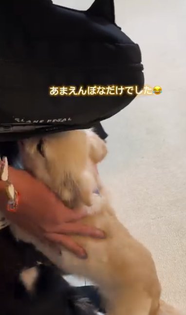 女性に抱きついて甘える小型犬