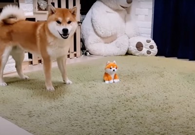 驚く柴犬