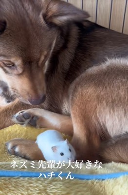 ハムスターを見つめる保護犬