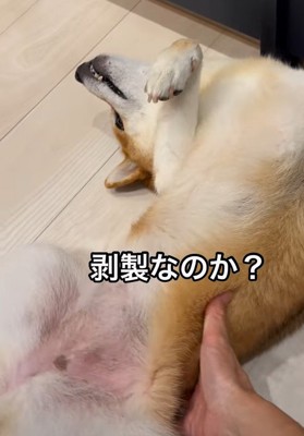 仰向けの柴犬と飼い主の手2