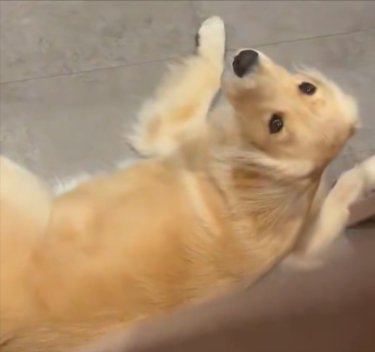 ゴル