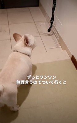 玄関に到着した犬