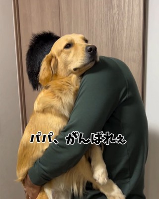 男性に抱っこされて、静かに遠くを見つめる大型犬