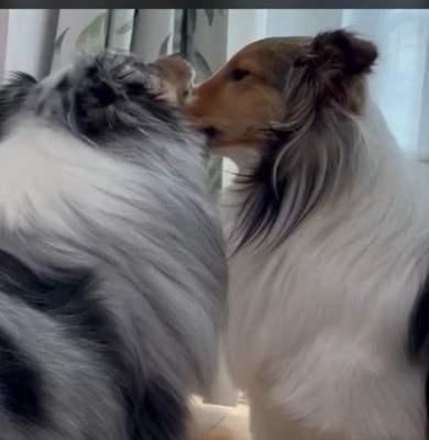 シェルティ姉妹