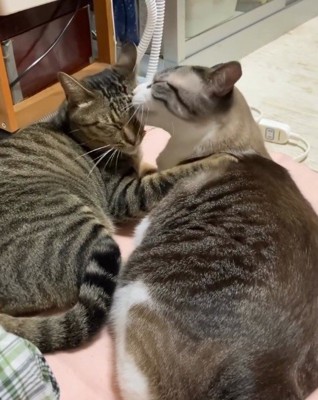 いつも一緒の先住猫コンビ