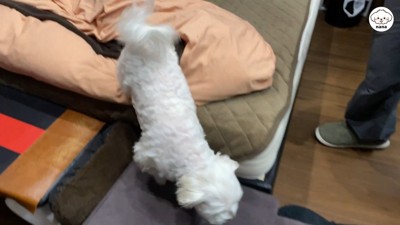 ナナくんとパパさんの再会3