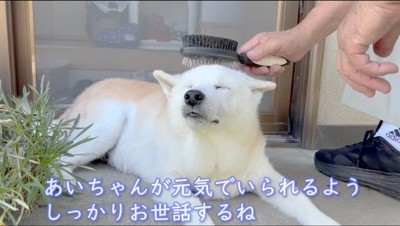 目を閉じる犬にブラシをかける男性